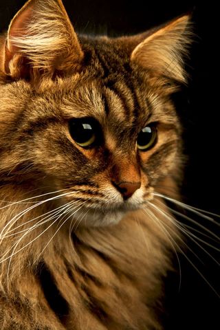 Красивые картинки котиков и кошек на заставку телефона - подборка 19