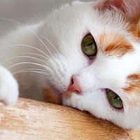 Красивые картинки котиков и кошек на заставку телефона - подборка 21