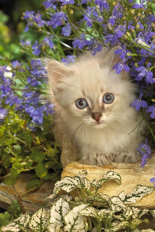 Красивые картинки котиков и кошек на заставку телефона - подборка 24