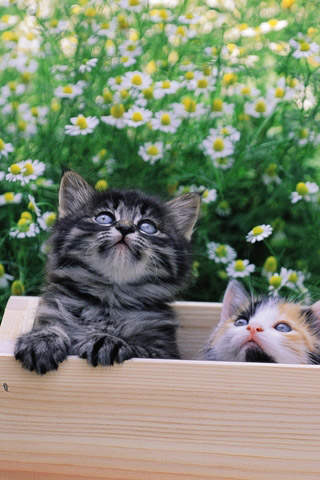 Красивые картинки котиков и кошек на заставку телефона - подборка 25