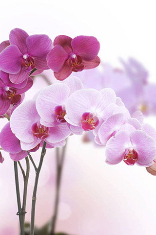 Орхидеи красивые картинки на телефон на заставку - подборка 20 фото 10