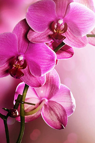 Орхидеи красивые картинки на телефон на заставку - подборка 20 фото 11