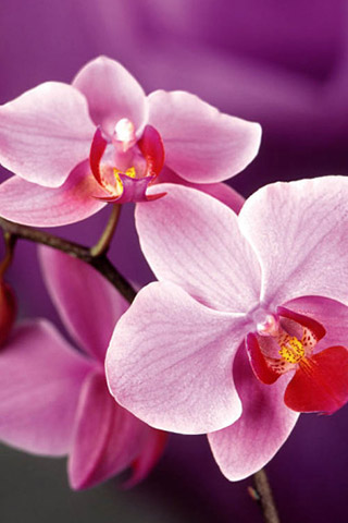 Орхидеи красивые картинки на телефон на заставку - подборка 20 фото 13