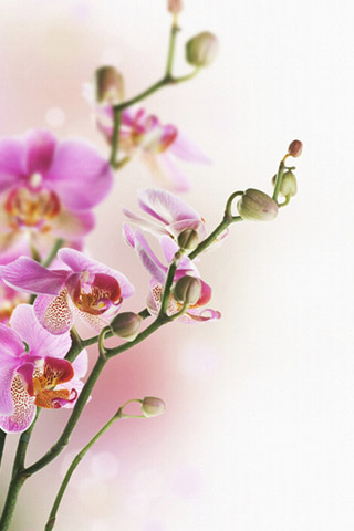 Орхидеи красивые картинки на телефон на заставку - подборка 20 фото 15