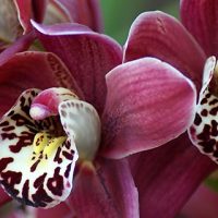 Орхидеи красивые картинки на телефон на заставку - подборка 20 фото 18