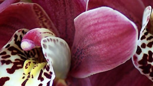 Орхидеи красивые картинки на телефон на заставку - подборка 20 фото 18