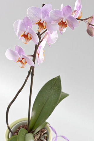 Орхидеи красивые картинки на телефон на заставку - подборка 20 фото 20