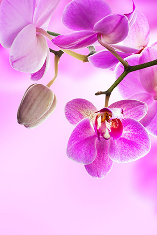 Орхидеи красивые картинки на телефон на заставку - подборка 20 фото 5