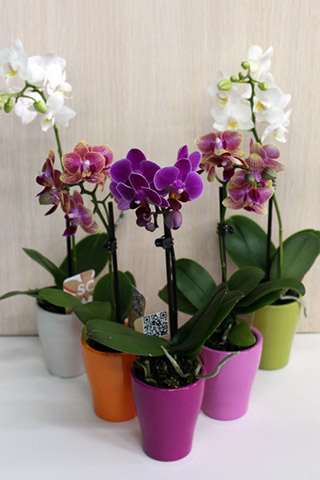 Орхидеи красивые картинки на телефон на заставку - подборка 20 фото 8