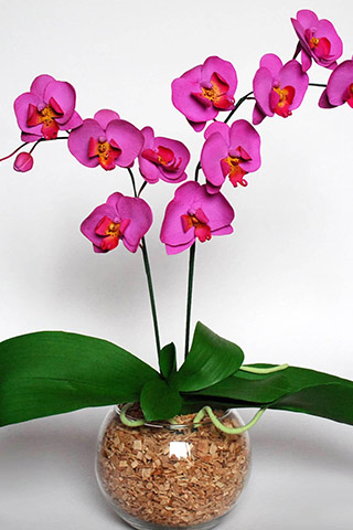 Орхидеи красивые картинки на телефон на заставку - подборка 20 фото 9