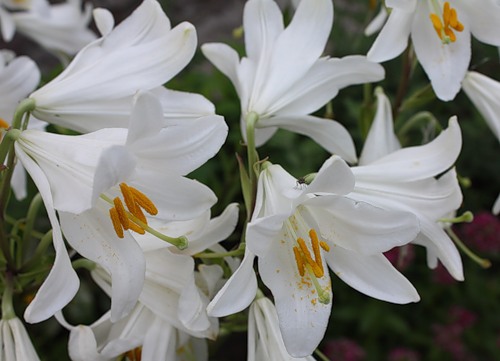 Очень красивые и прекрасные картинки, фото Белая лилия - подборка 14