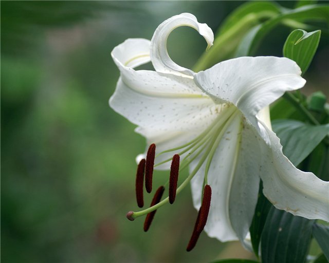Очень красивые и прекрасные картинки, фото Белая лилия - подборка 3