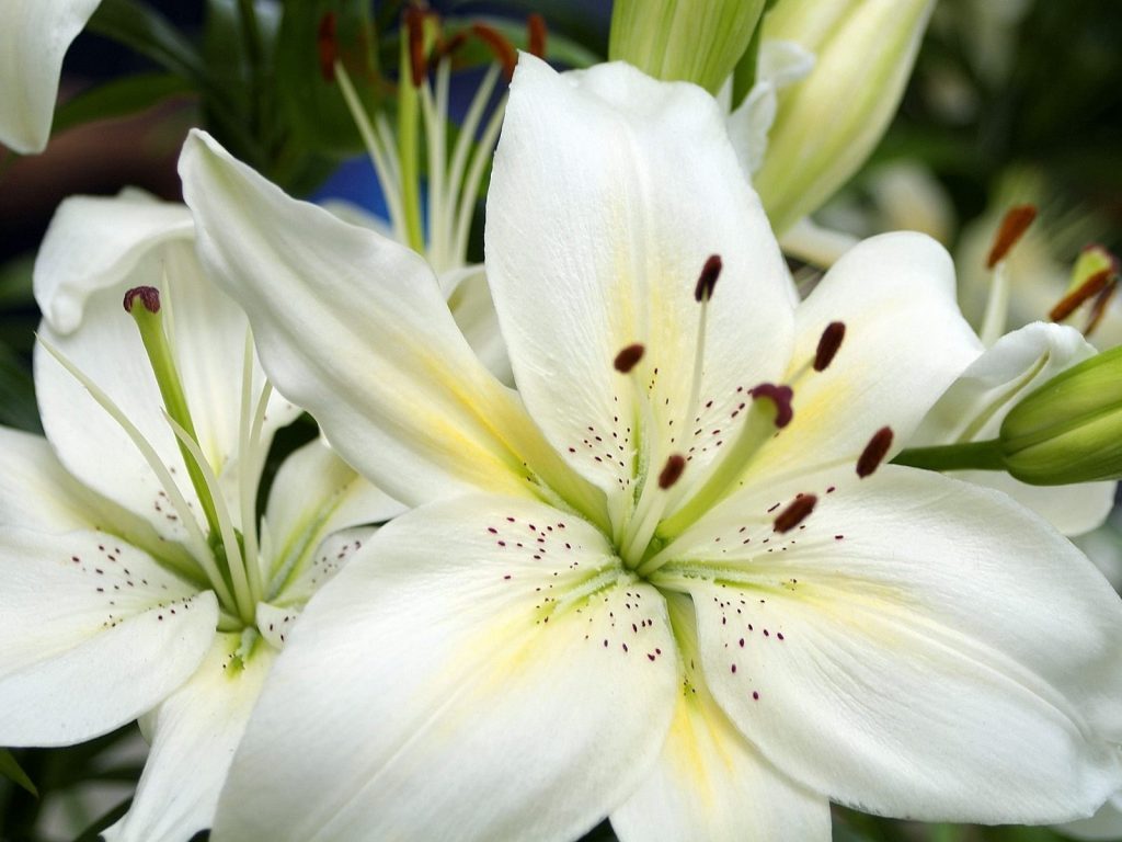 Очень красивые и прекрасные картинки, фото Белая лилия - подборка 4