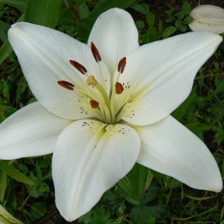 Очень красивые и прекрасные картинки, фото Белая лилия - подборка 6