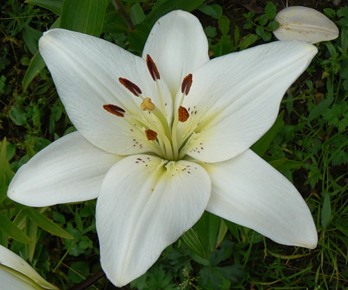 Очень красивые и прекрасные картинки, фото Белая лилия - подборка 6