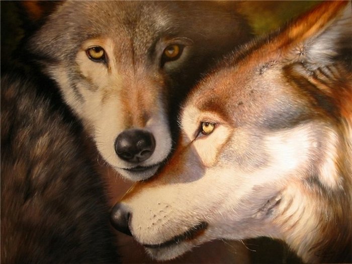Очень красивые картинки волка и волчицы - подборка изображений 13