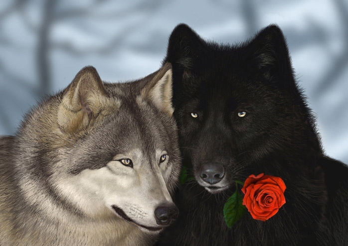 Очень красивые картинки волка и волчицы - подборка изображений 2