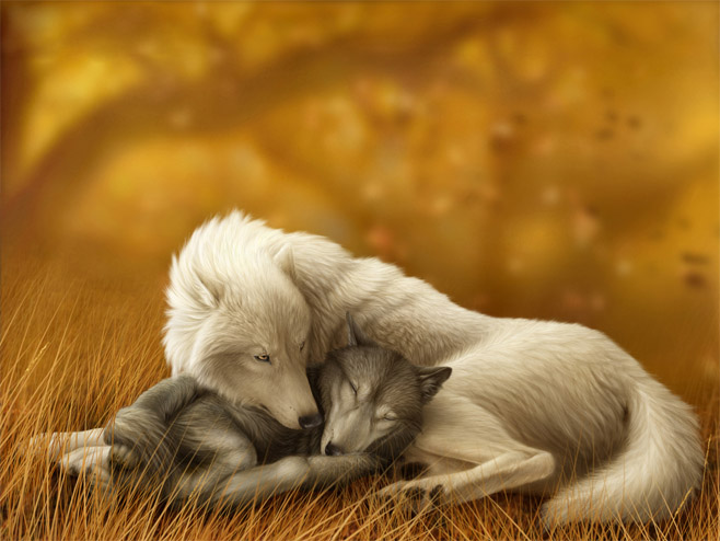 Очень красивые картинки волка и волчицы - подборка изображений 5