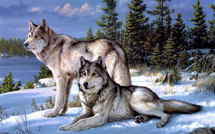 Очень красивые картинки волка и волчицы - подборка изображений 8