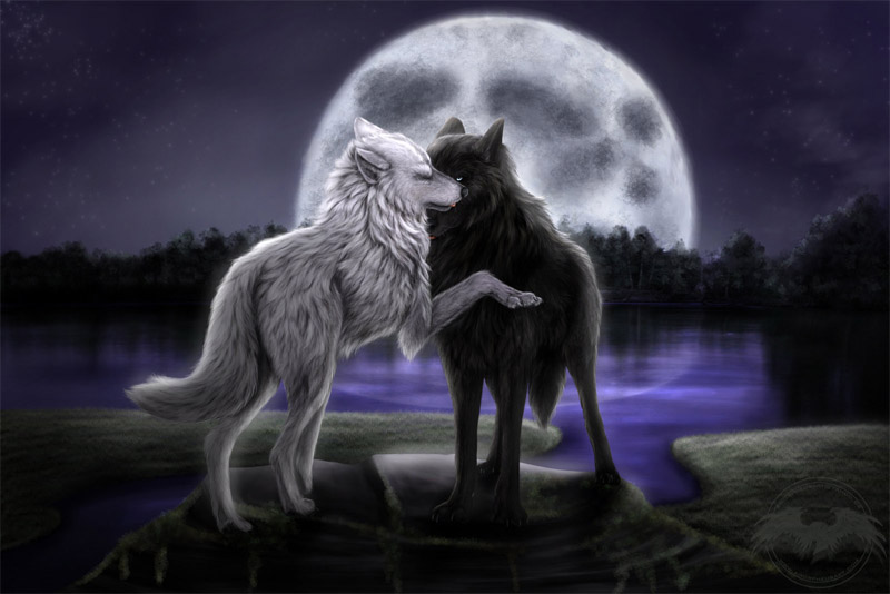 Очень красивые картинки волка и волчицы - подборка изображений 9