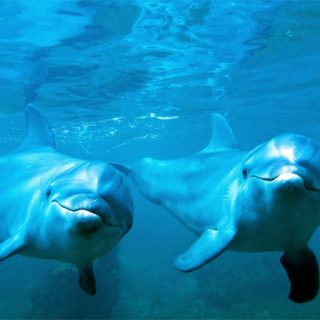 Прикольные и красивые картинки, фото дельфинов в море - подборка 12