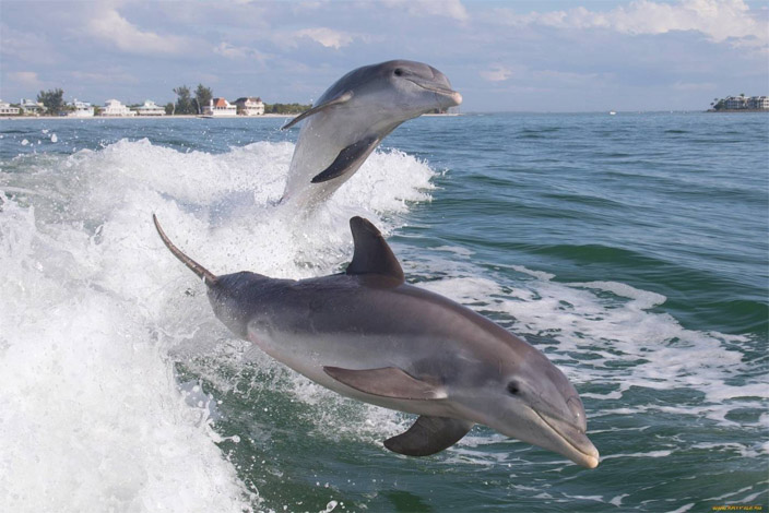 Прикольные и красивые картинки, фото дельфинов в море - подборка 13