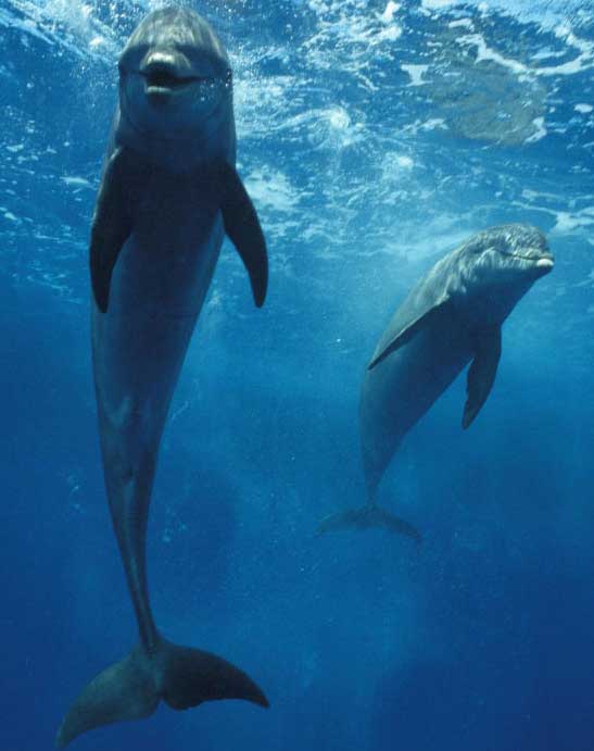Прикольные и красивые картинки, фото дельфинов в море - подборка 14