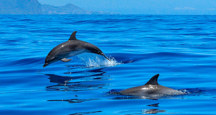 Прикольные и красивые картинки, фото дельфинов в море - подборка 5