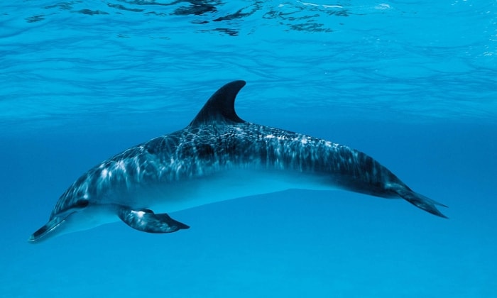 Прикольные и красивые картинки, фото дельфинов в море - подборка 7