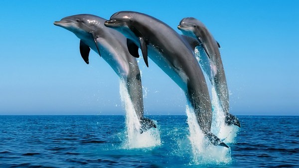 Прикольные и красивые картинки, фото дельфинов в море - подборка 9