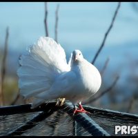 К чему снятся белые голуби Что означают белые голуби в сновидениях 1