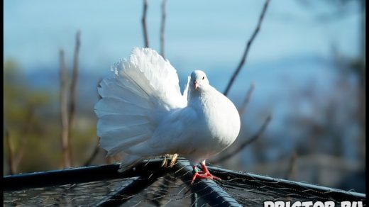 К чему снятся белые голуби Что означают белые голуби в сновидениях 1