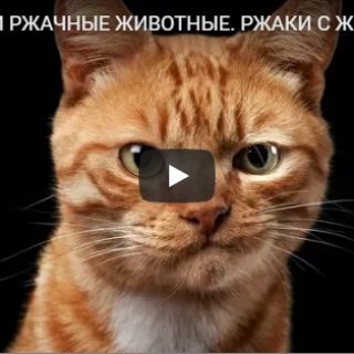 Подборка смешных и веселых видео про животных за конец лета 2018
