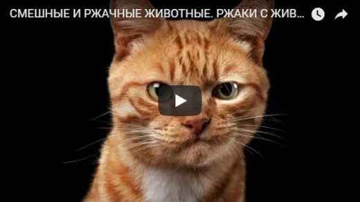 Подборка смешных и веселых видео про животных за конец лета 2018