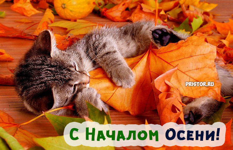 Поздравления с осенью (с первым днем осени) - картинки и открытки 5