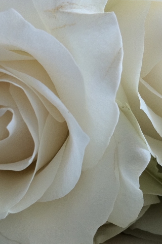 Красивые и милые картинки, обои розы для заставки телефона - сборка 10