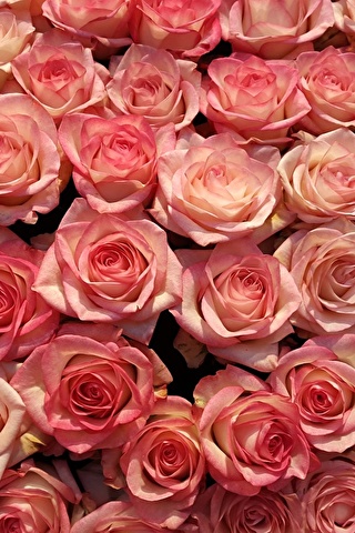 Красивые и милые картинки, обои розы для заставки телефона - сборка 11