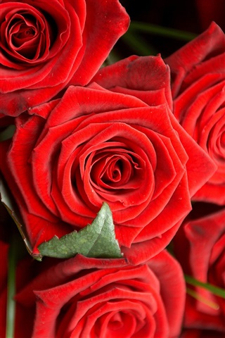 Красивые и милые картинки, обои розы для заставки телефона - сборка 14