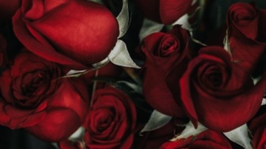 Красивые и милые картинки, обои розы для заставки телефона - сборка 12