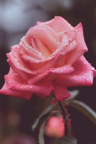 Красивые и милые картинки, обои розы для заставки телефона - сборка 16