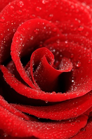 Красивые и милые картинки, обои розы для заставки телефона - сборка 2