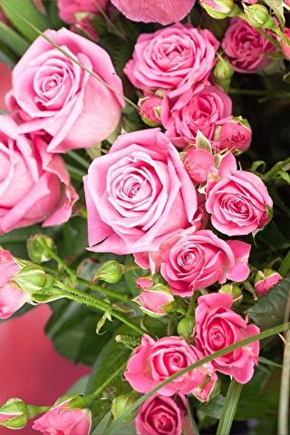 Красивые и милые картинки, обои розы для заставки телефона - сборка 3