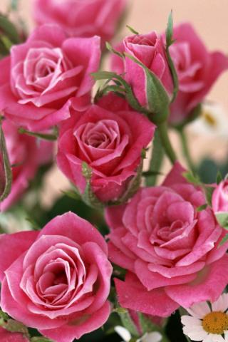 Красивые и милые картинки, обои розы для заставки телефона - сборка 8
