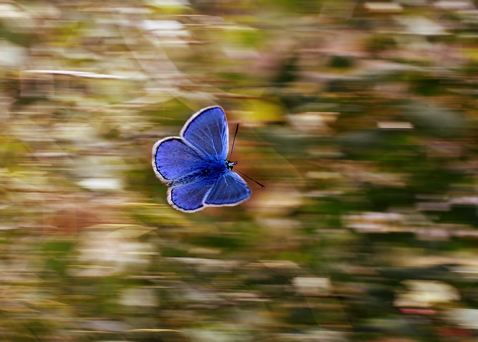 Красивые и удивительные картинки бабочек - подборка 20 фото 1