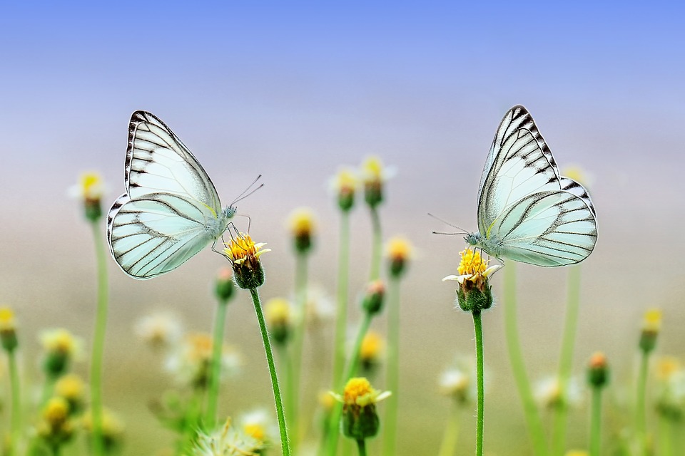 Красивые и удивительные картинки бабочек - подборка 20 фото 10