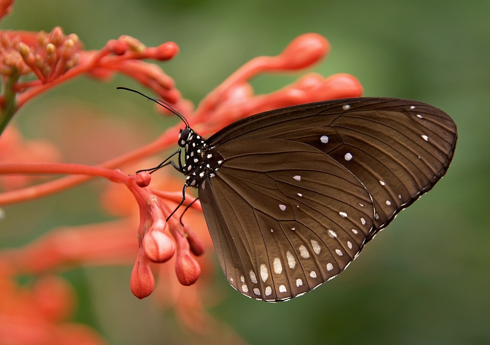 Красивые и удивительные картинки бабочек - подборка 20 фото 11
