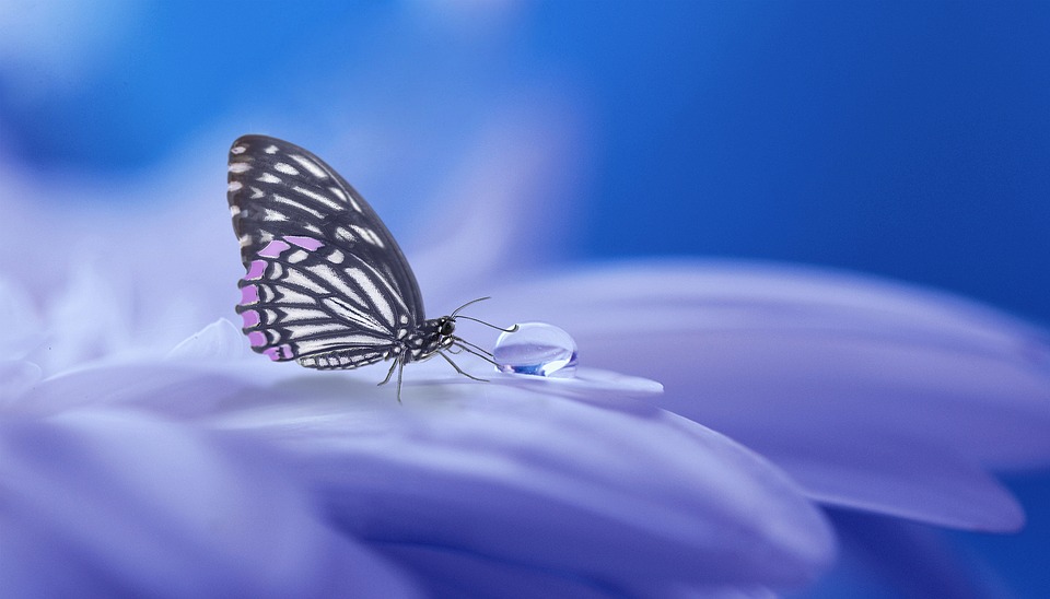 Красивые и удивительные картинки бабочек - подборка 20 фото 12