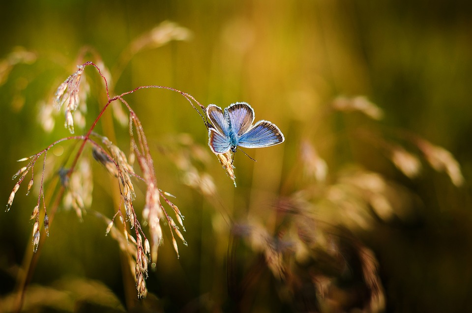 Красивые и удивительные картинки бабочек - подборка 20 фото 14