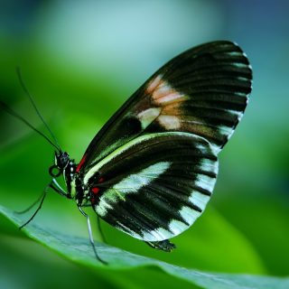 Красивые и удивительные картинки бабочек - подборка 20 фото 16