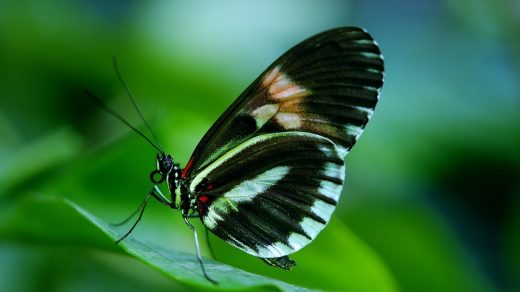 Красивые и удивительные картинки бабочек - подборка 20 фото 16